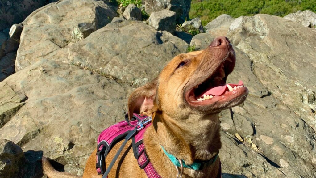 Happy Hiking Dog