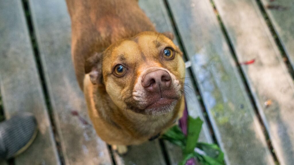 Dog showing puppy eyes up at camera