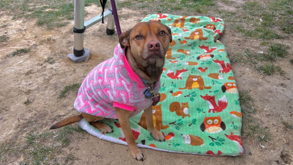 Dog sitting on bed at campsite