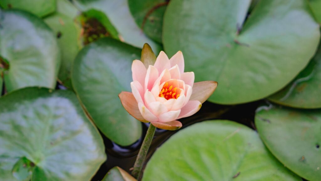 Lily in the pond - Dallas Arboretum