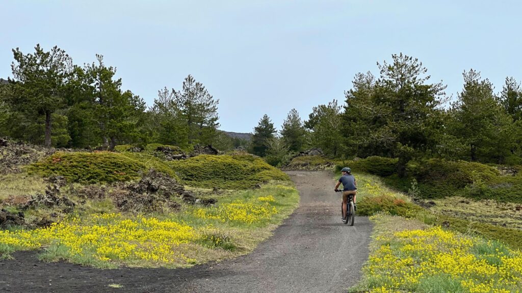 Man mountain biking among yellow wildflowers