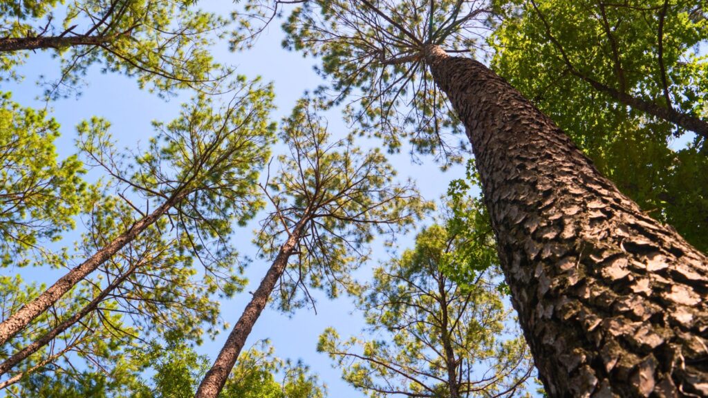 Oertel Trail in Hot Springs National Park