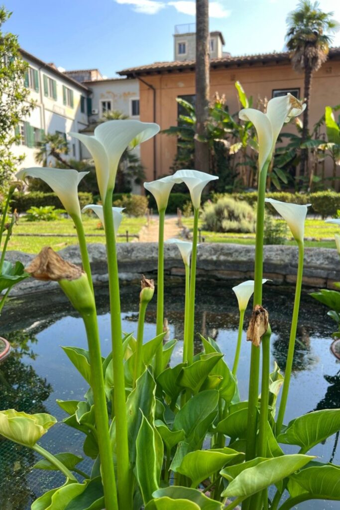 White Lilies at the Pisa Botanic Garden