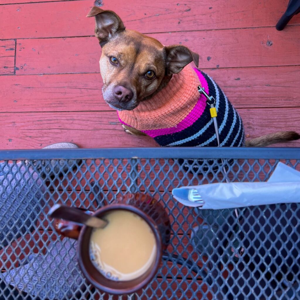 Dog sitting on restaurant patio looking up at cup of coffee (Notchtop)