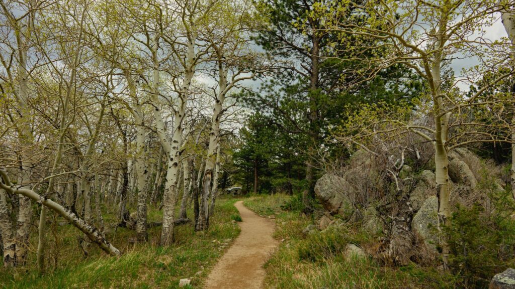 Hiking trail through trees in Estes Park Colorado