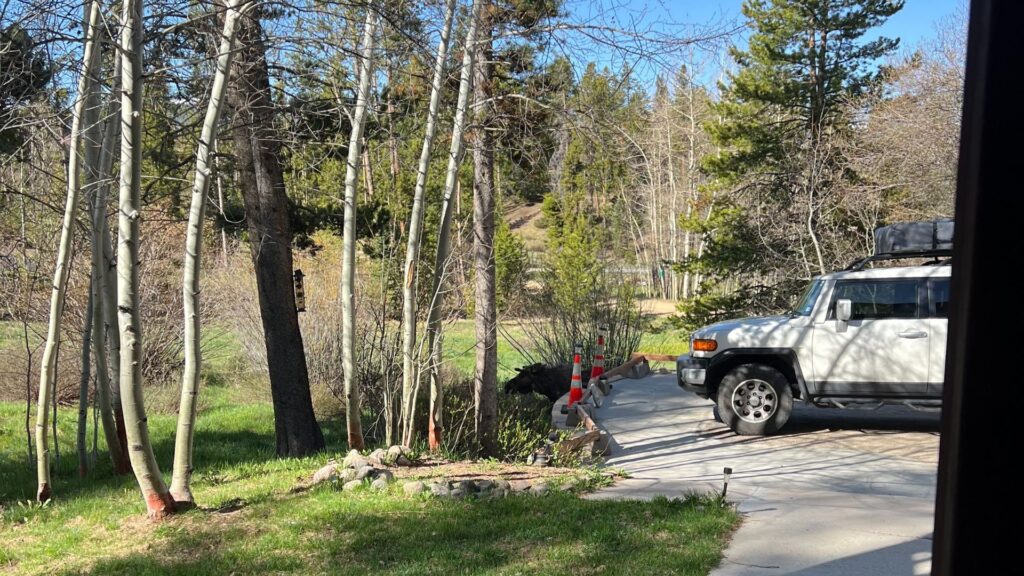 Moose in the trees in Fraser, Colorado