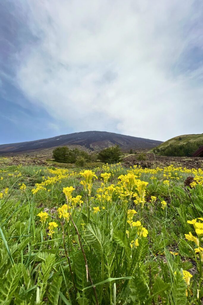 Yellow flowers on Mt Etna Sicily