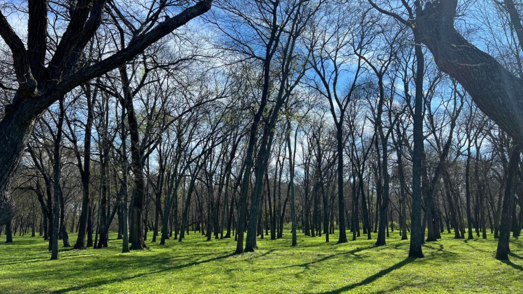 Towne Lake Park McKinney Texas