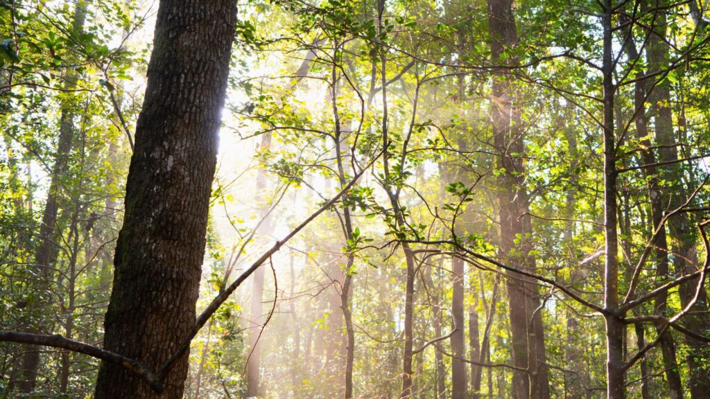 Sunrise through the trees Congaree National Park