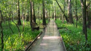 Boardwalk in Congaree National Park