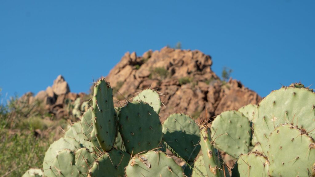 Close up of cacti in Big Bend National Park