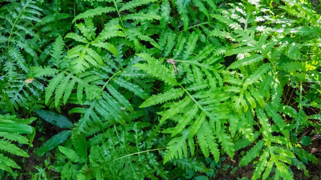 Ferns in South Carolina