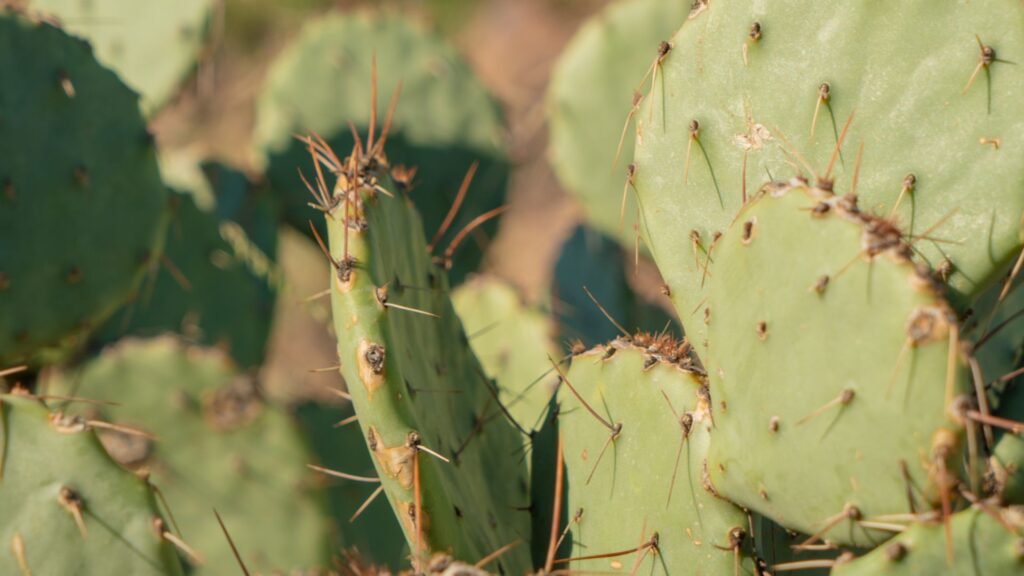 Large cactus close up