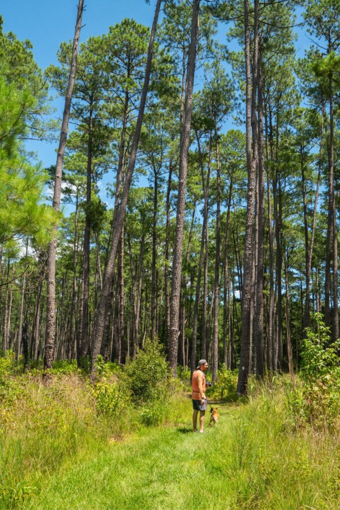 Bluff Trail in Congaree National Park