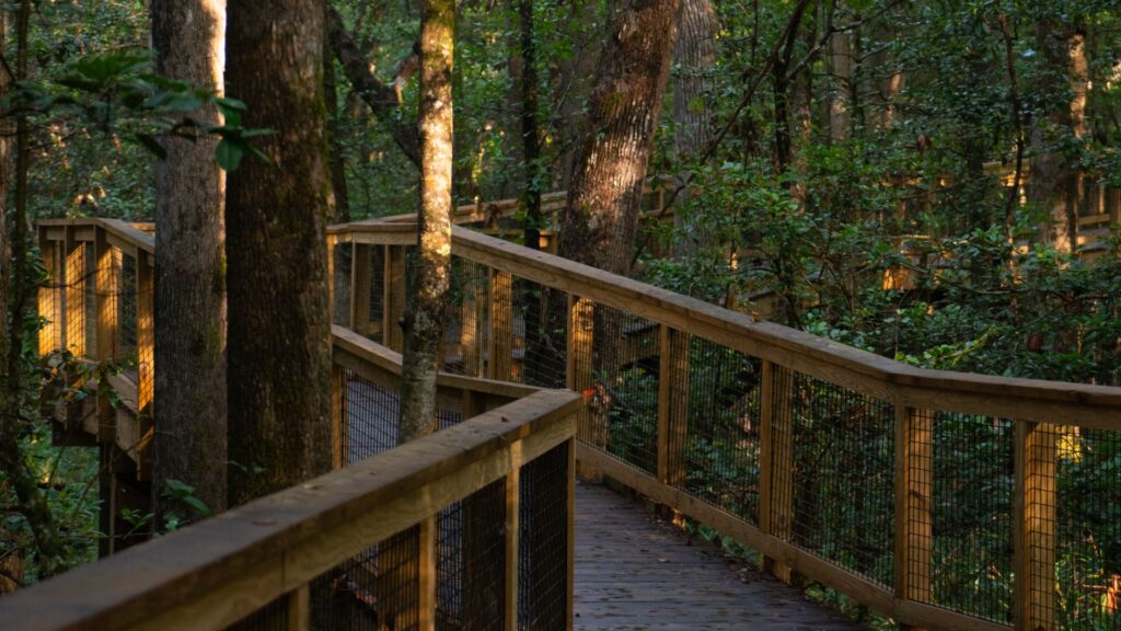 Boardwalk Loop Trail in Congaree NP