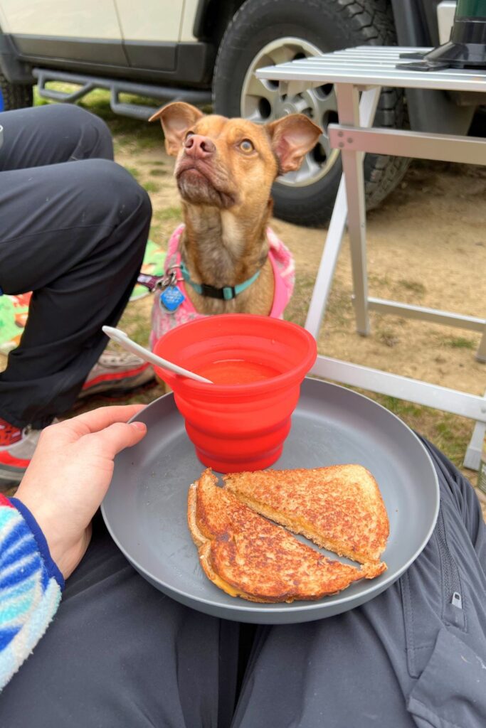 Camping dinner with a dog