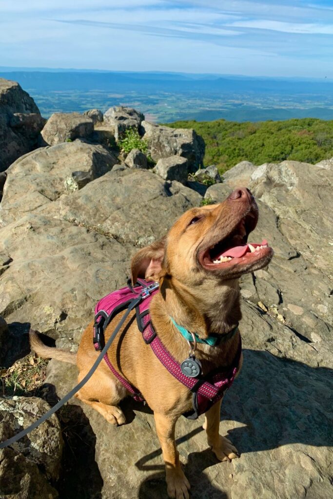 Dog on a hike in Shenandoah NP