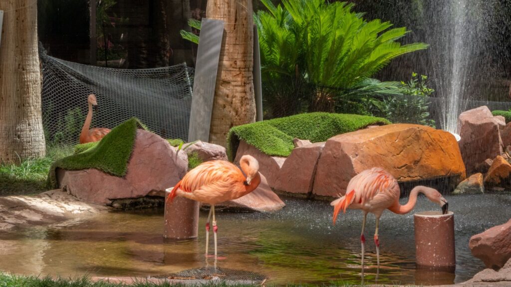 Flamingoes in Las Vegas