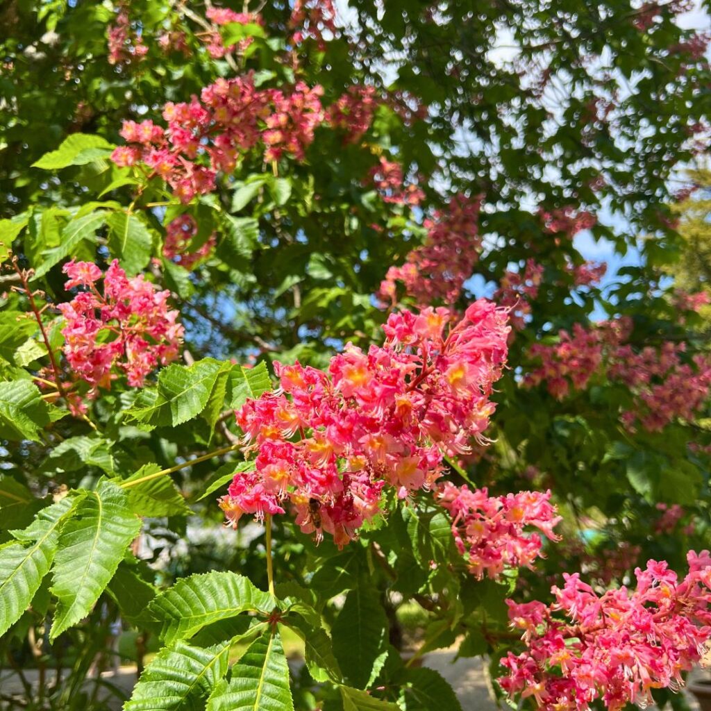 Flowers in Villa Bellini in Catania