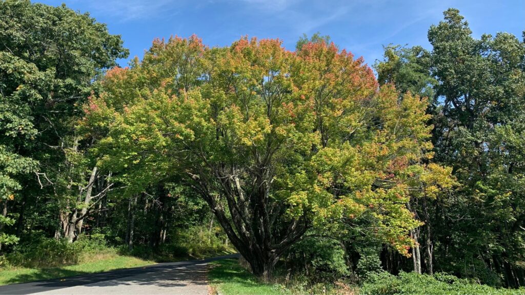 Fluffy tree changing colors (Shenandoah)