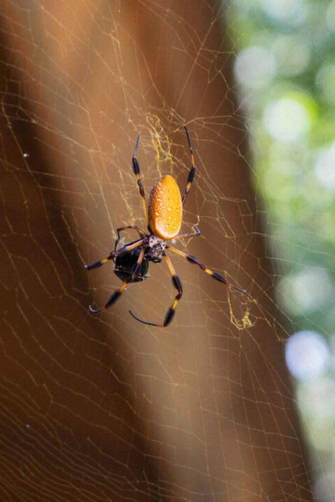 Golden Orb Weaver Spider at Congaree National Park