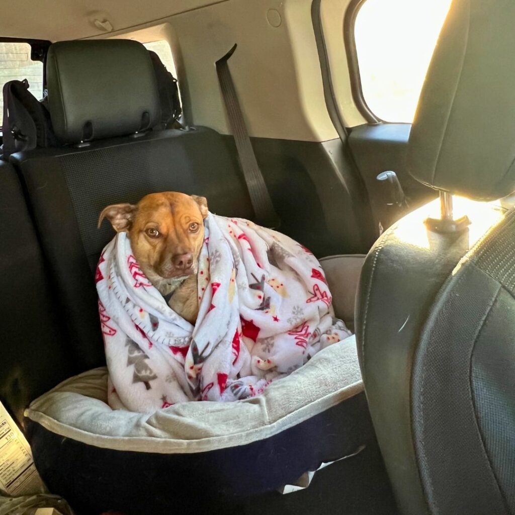 Dog in a blanket in the car