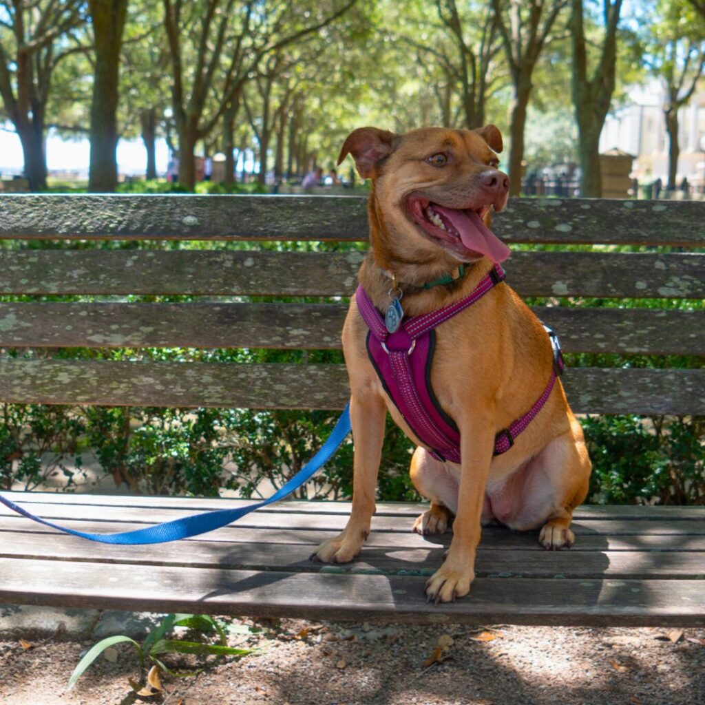 Dog sitting on a bench