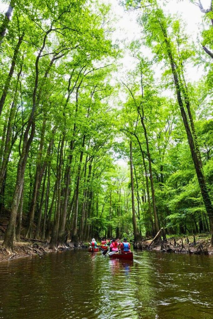 Kayaking in Congaree National Park with Palmetto Outdoor