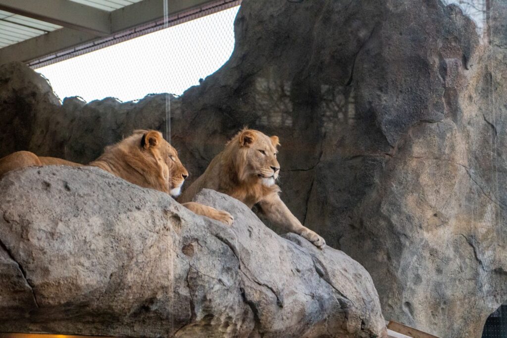 Lions at Lincoln Park Zoo Chicago