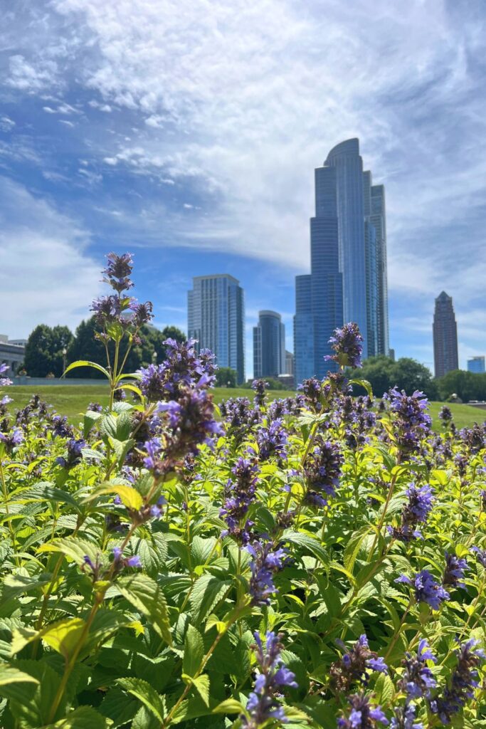 Spring in Downtown Chicago