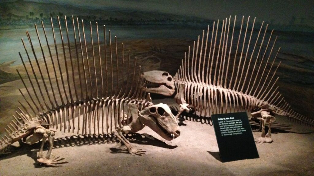 Two Dinosaur Fossil Skeletons