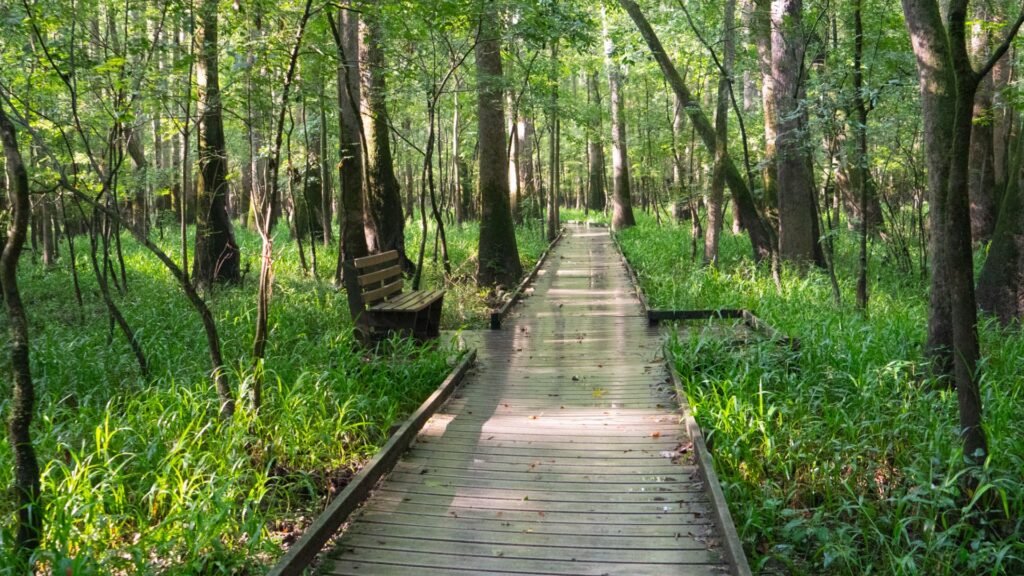 Weston Lake Loop Trail in Congaree National Park