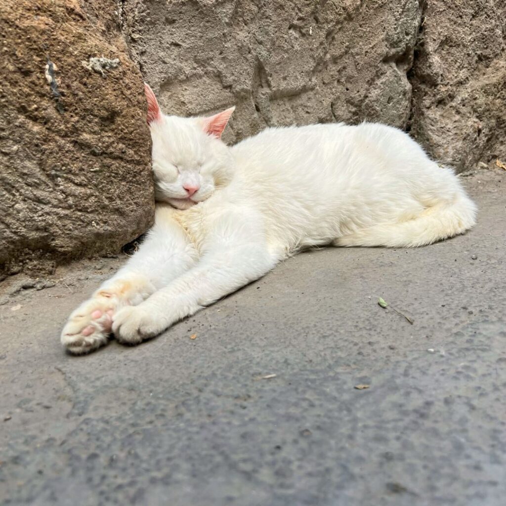 Cat in sleeping in Rome Italy