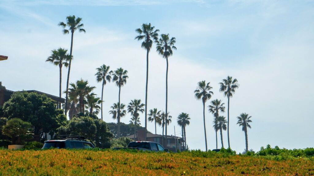 Palm Trees in San Diego on a sunny day