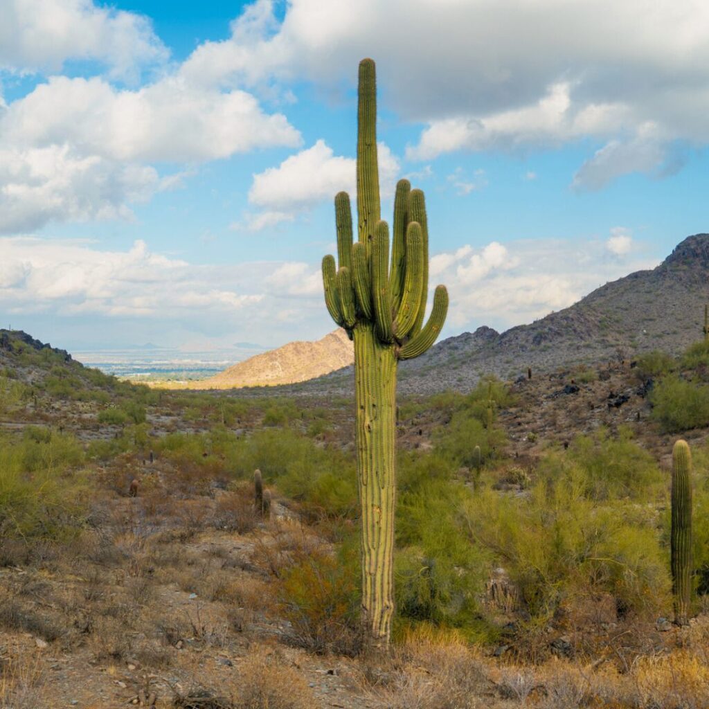 Saguaro Cactus in Phoenix Arizona