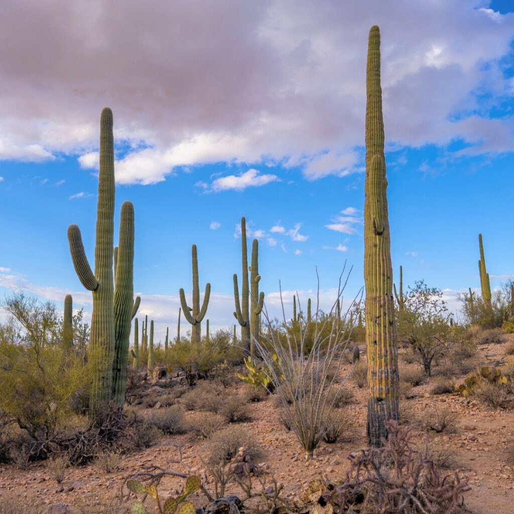 Saguaro Desert Scene in Phoenix Arizona