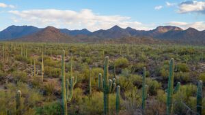 Best Easy Hikes in Tucson Arizona