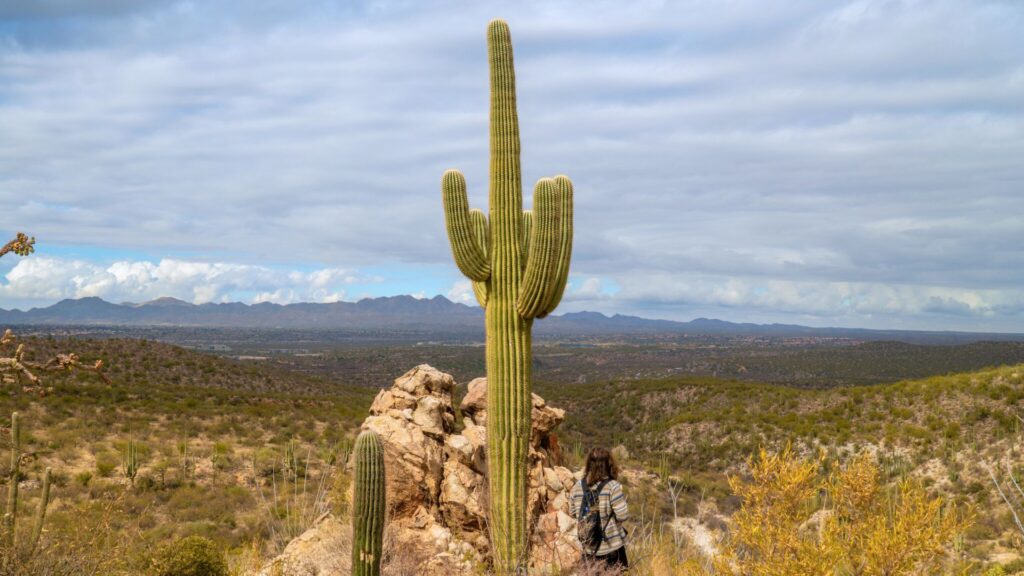 Saguaro and a View in Catalina State Park (Tucson)