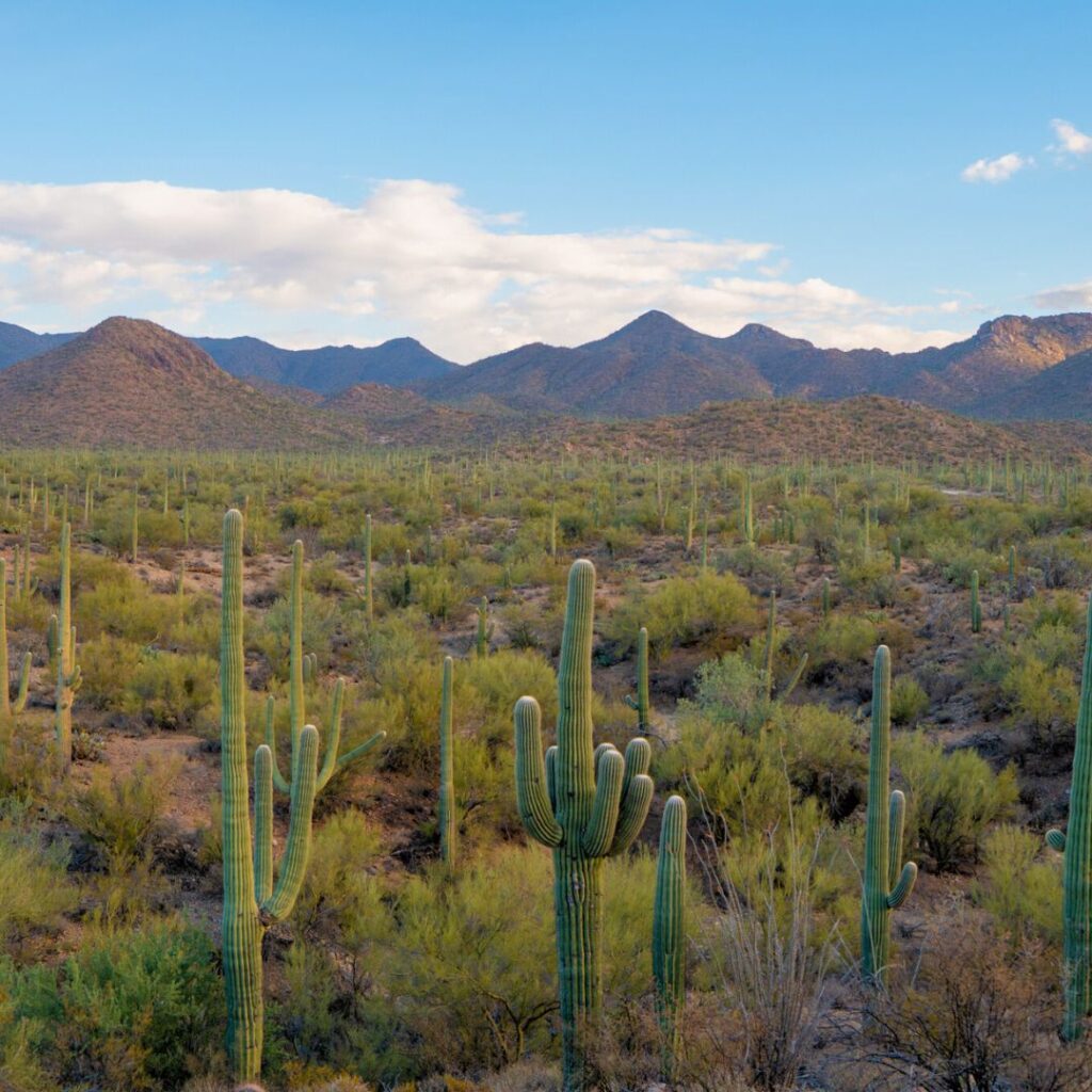 Saguaros and Mountains (Saguaro National Park)