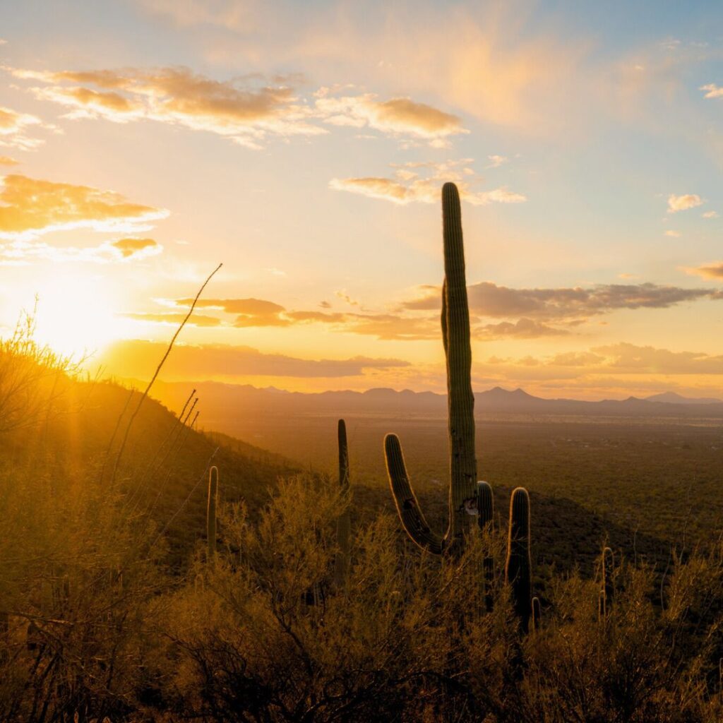 Sunset in Saguaro National Park