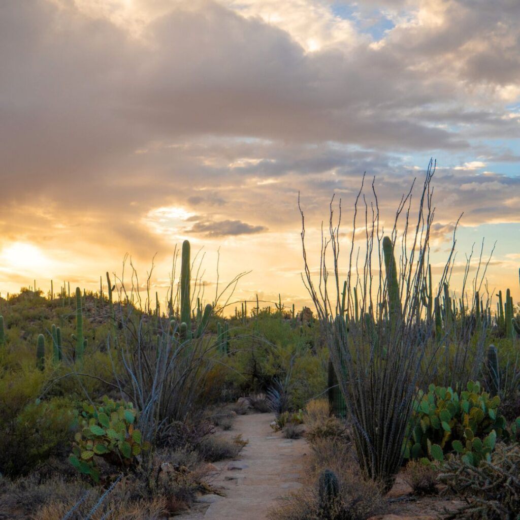 Sunset in Saguaro National Park, Tucson