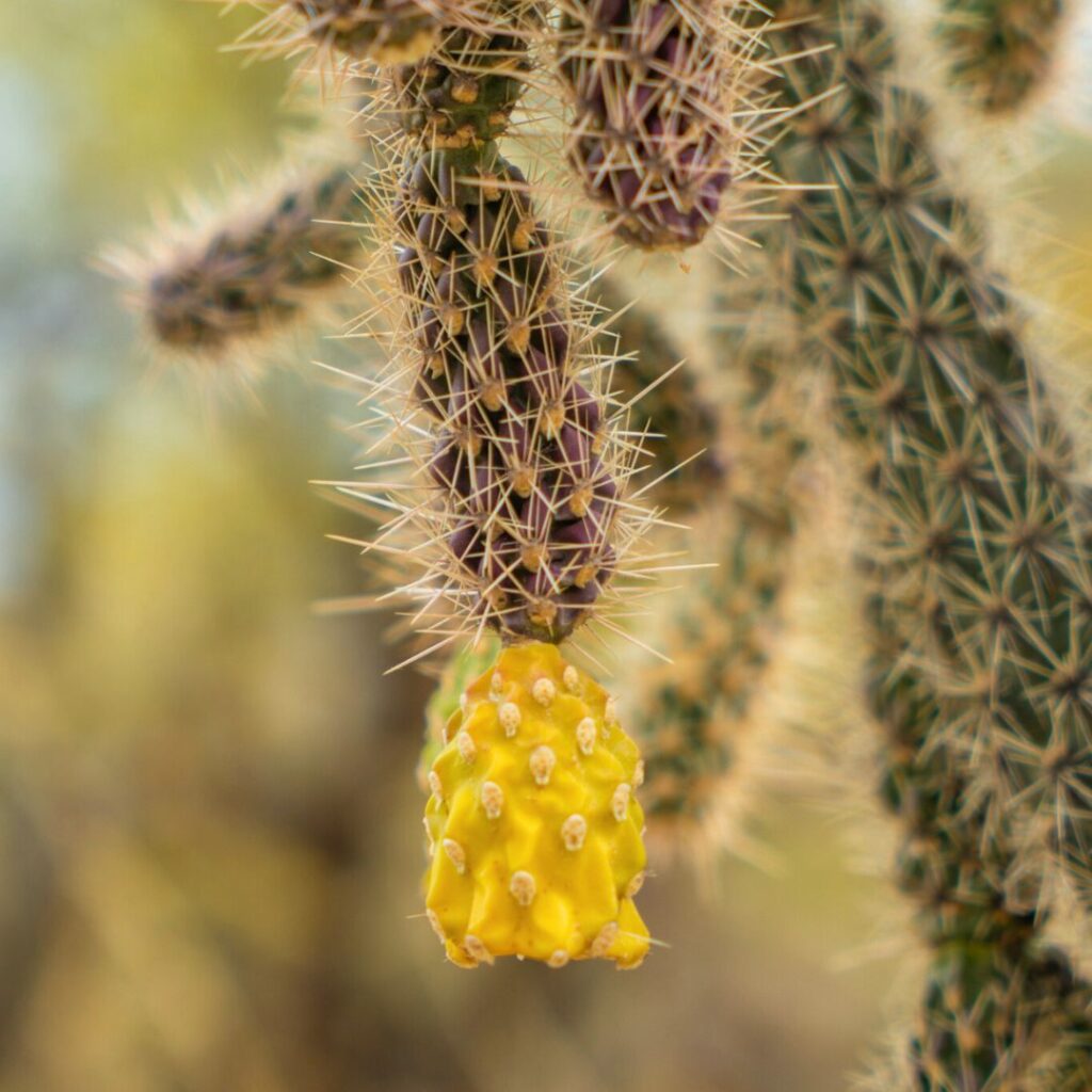 Tucson Botanical Garden (Cactus Up Close)