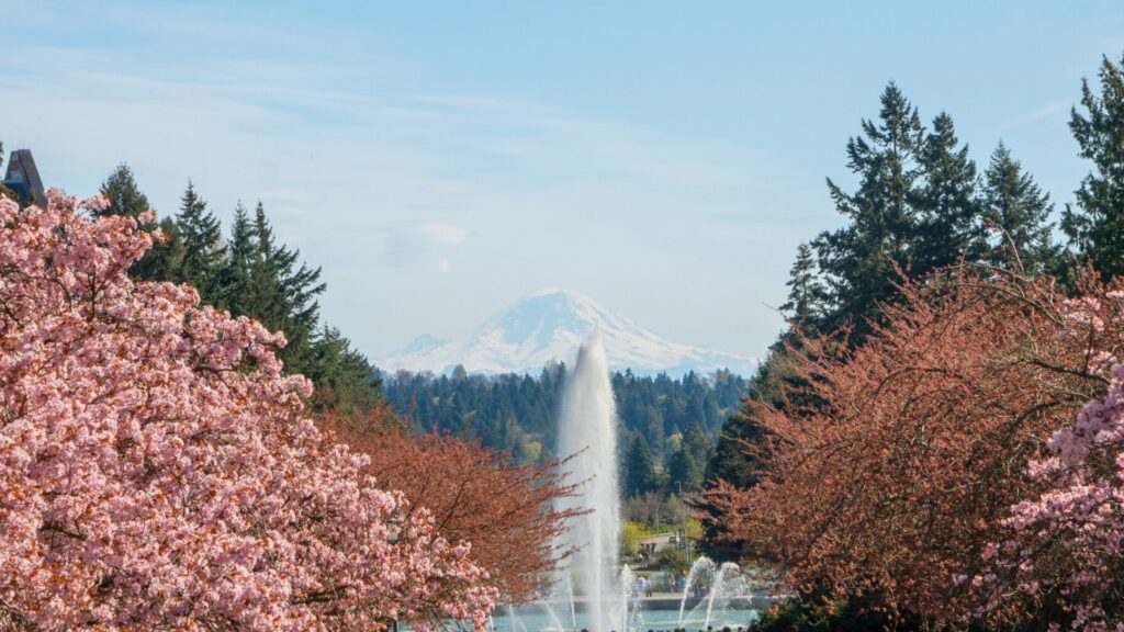 University of Washington Campus - Mt Rainier Seattle