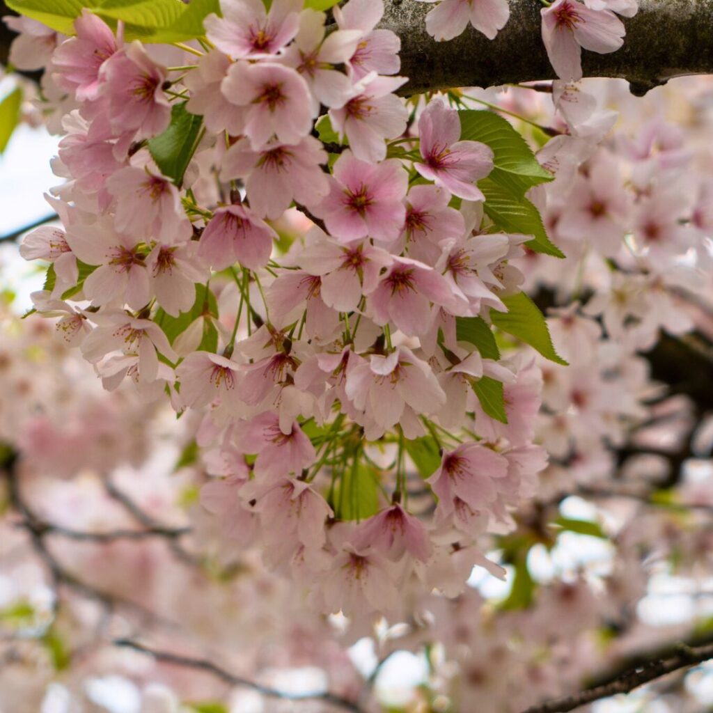 Cherry Blossoms in Seattle