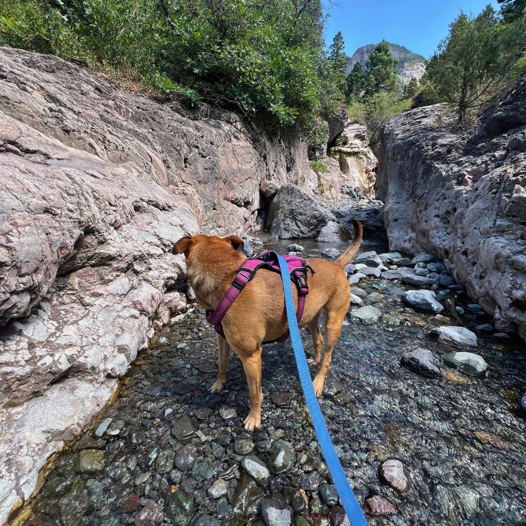 Curated visual reference: 15 Best Things To Do In Ouray Colorado Photo Inspiration