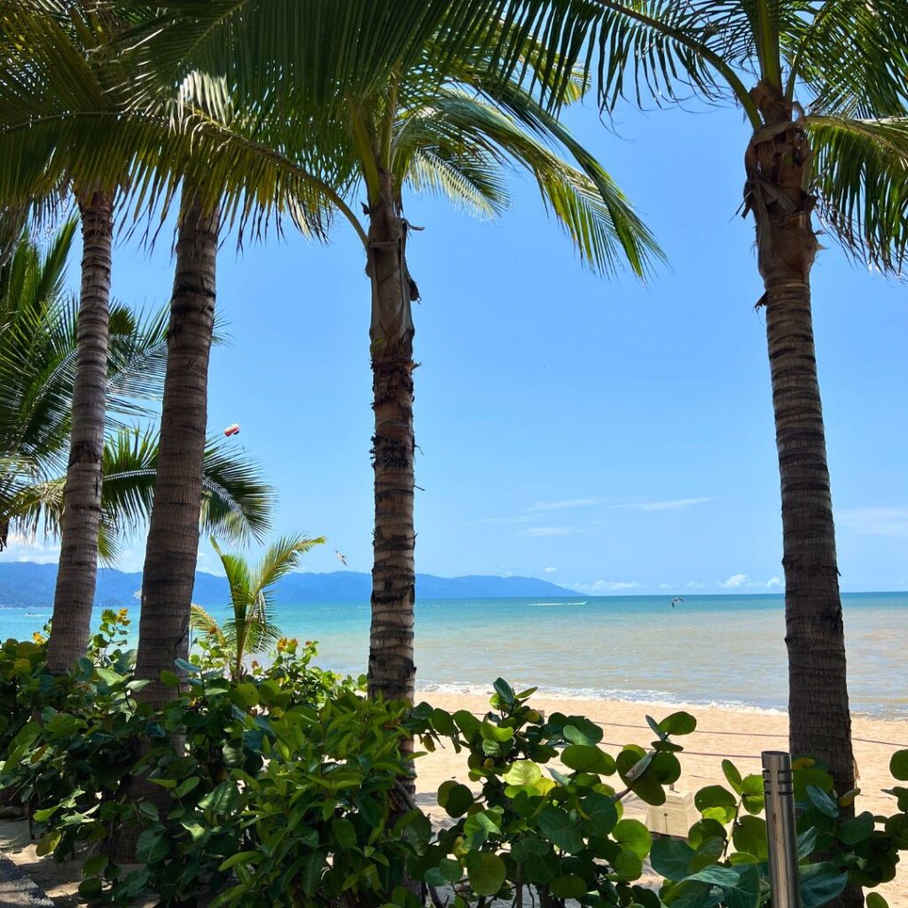 Palm trees on the beach in Puerto Vallarta Mexico