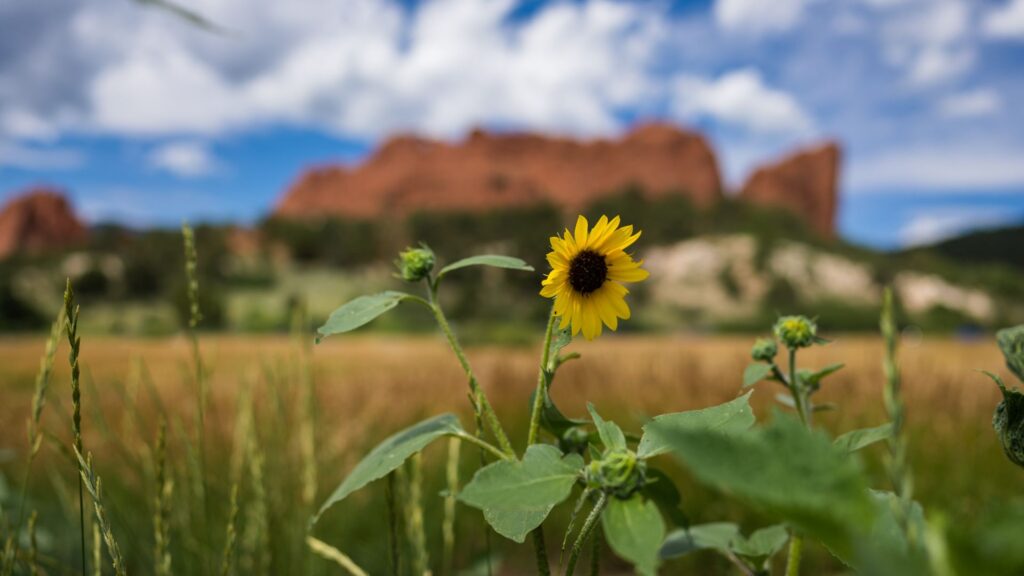 Sunflower at Garden of the Gods, Colorado Springs