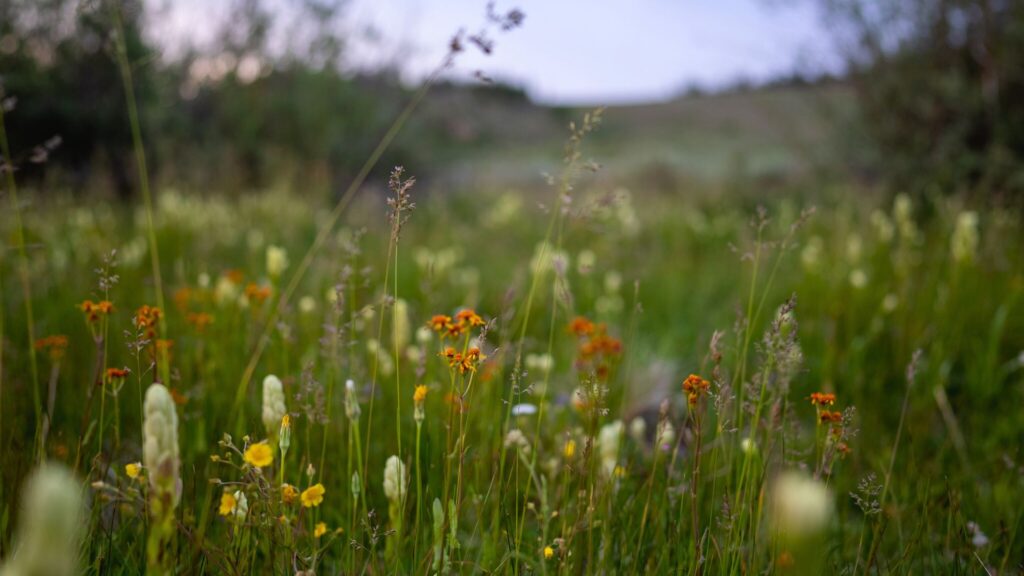 Wildflowers in Crested Butte Colorado in summer